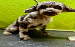 Poodle dogs for adoption: Dusty's Story: Spirit Unbroken - Image 9