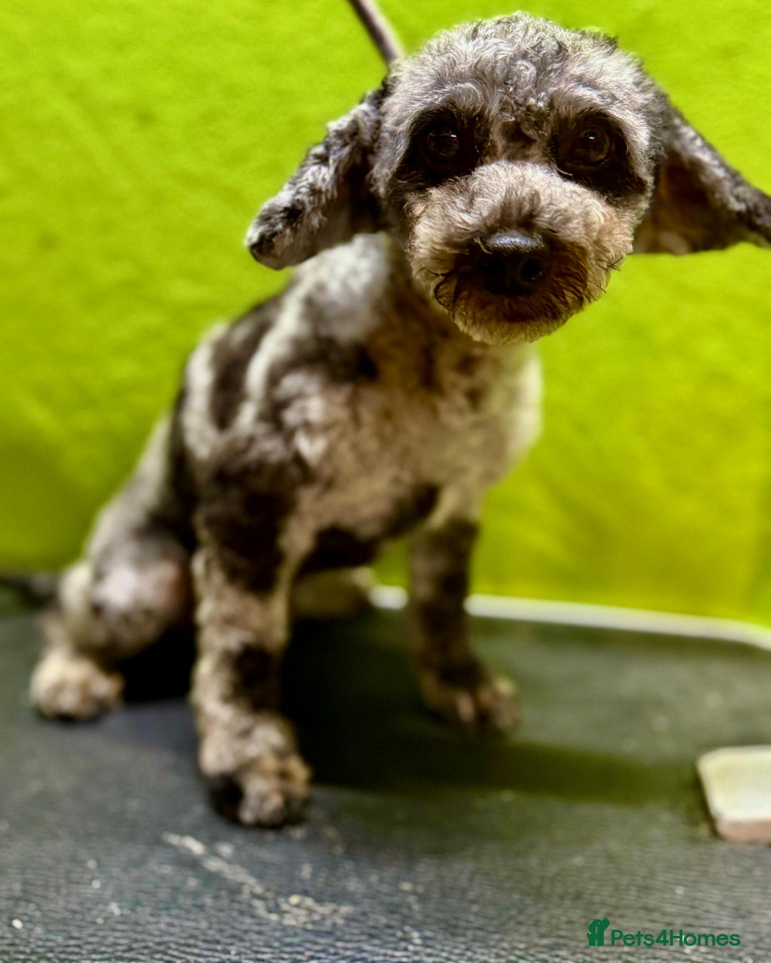 Poodle dogs for adoption: Dusty's Story: Spirit Unbroken - Image 9