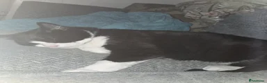 Winston and ash