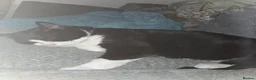 Mixed Breed cats for sale: 2 cats for re-homeing  in Manchester - Advert 2