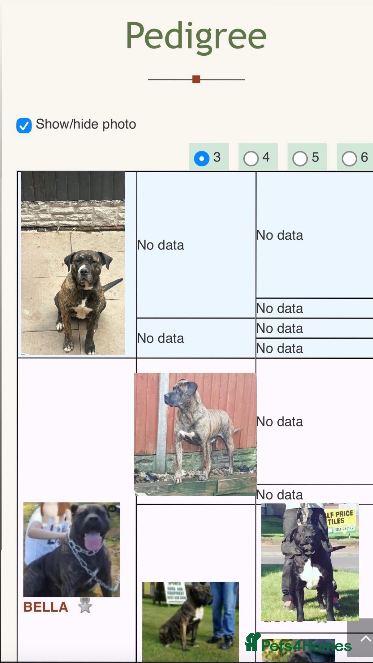 Presa Canario dogs Recognised!! Outstanding presa Canario pups  - Advert 5