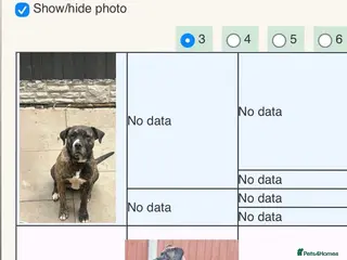 Presa Canario dogs Recognised!! Outstanding presa Canario pups - Advert 5