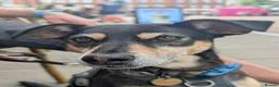 Mixed Breed dogs for adoption: INDY - FOR ADOPTION - ROMSEY  in Romsey - Advert 3