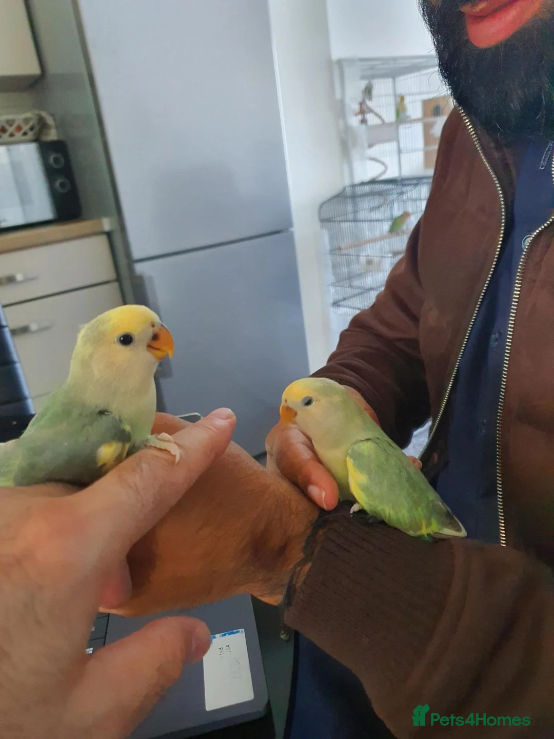 Lovebirds birds for sale: Peachface lovebirds in Glasgow - Advert 1