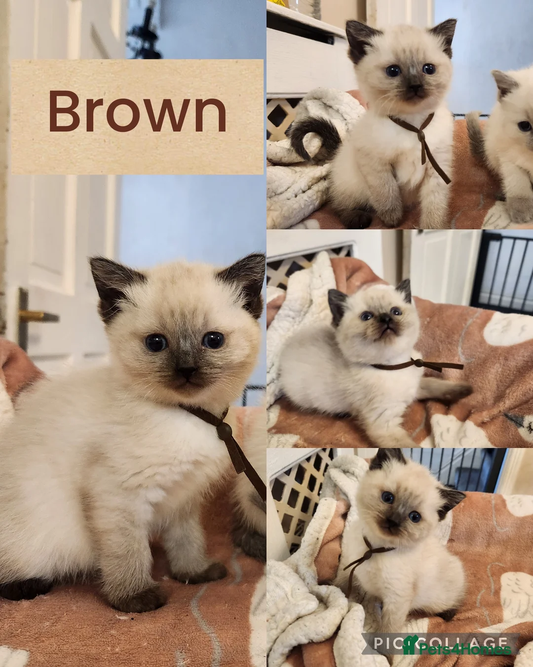 Ragdoll cats for sale: Stunning kittens  - Advert 1