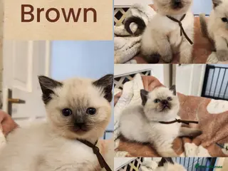 Ragdoll cats Stunning kittens - Advert 1