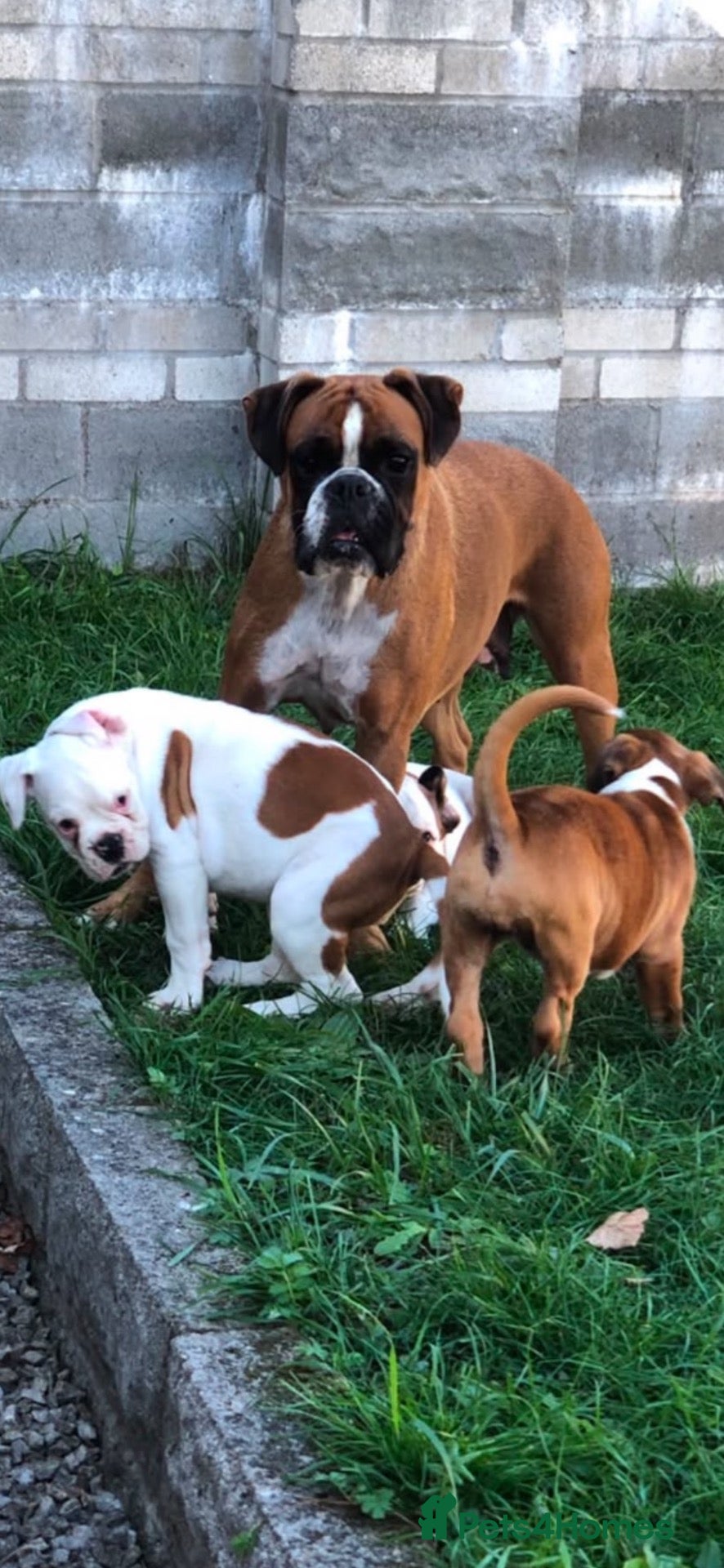 Boxer dogs Boxer pups  - Advert 8