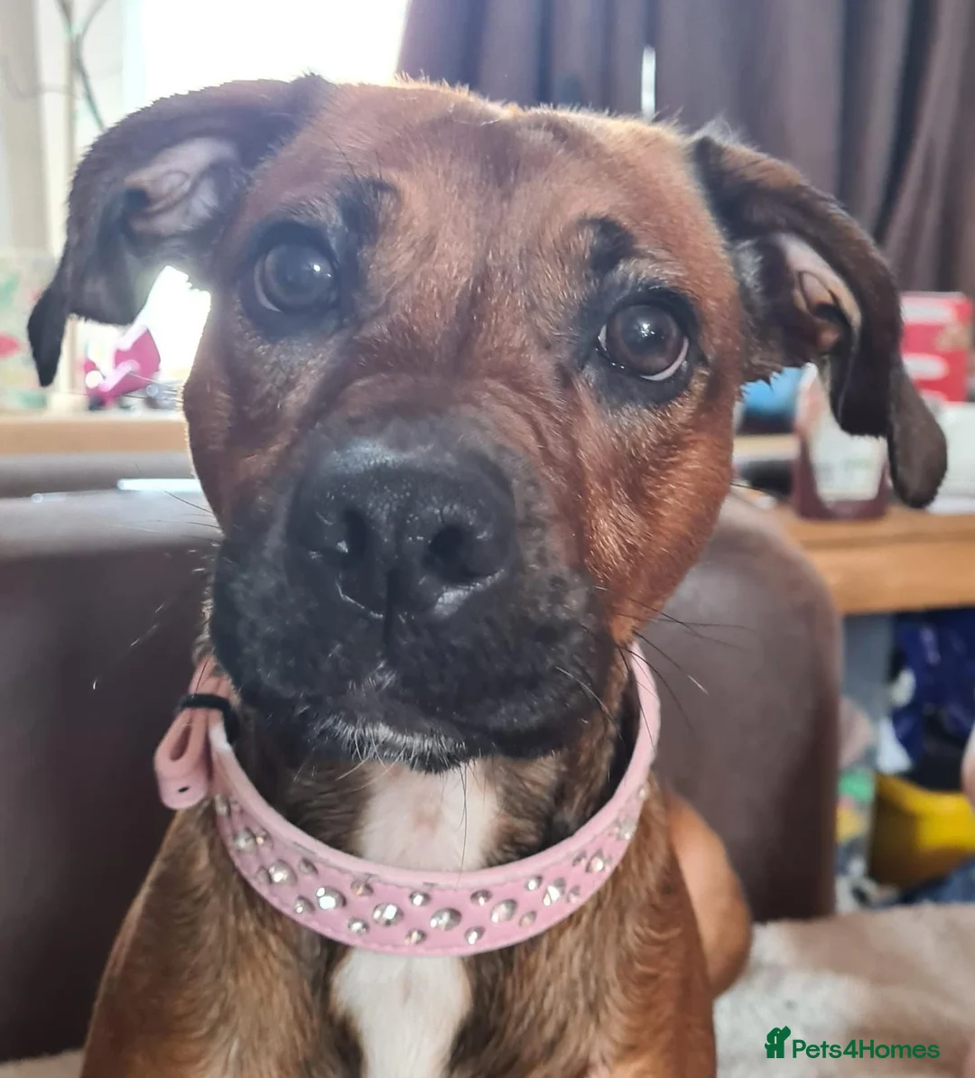 Mixed Breed dogs for sale: adult staffie x springer spaniel Rolo - Advert 1