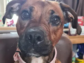 Mixed Breed dogs adult staffie x springer spaniel Rolo - Advert 1