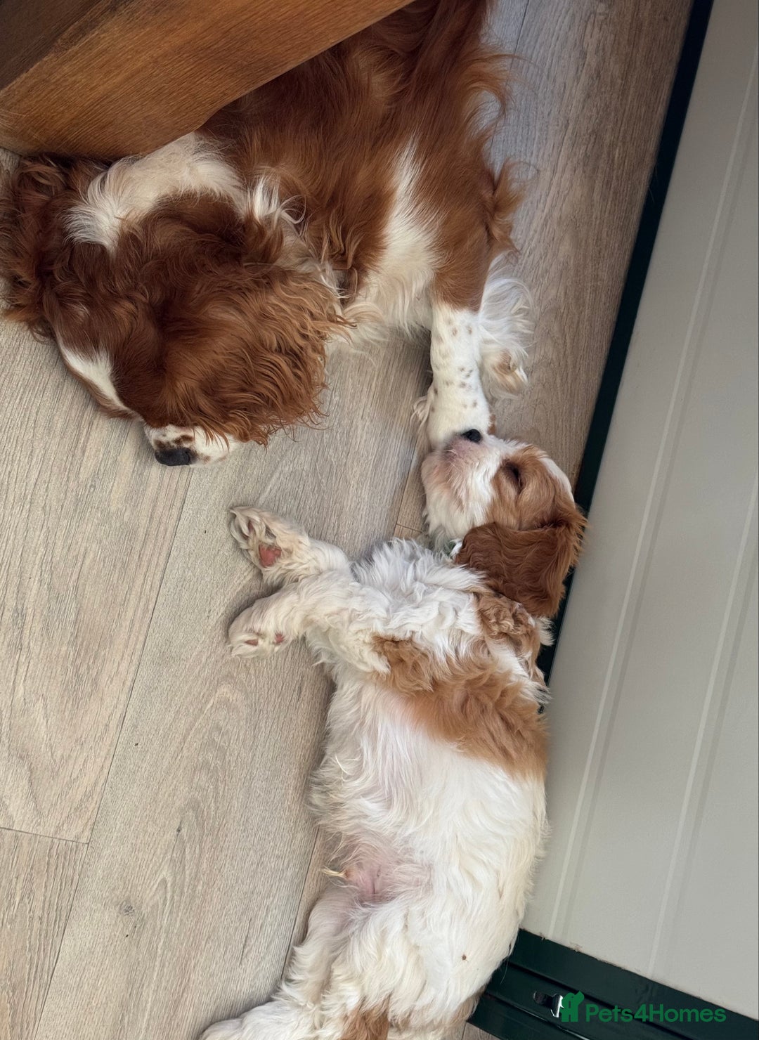 Cavapoo dogs for sale: Miniature Australian Cavadoodles - Image 4