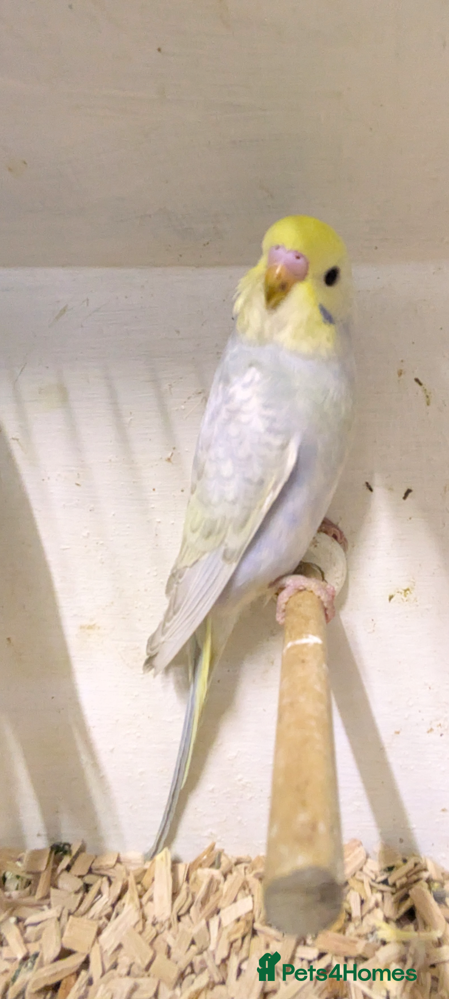 Budgerigars birds Baby Rainbow Budgies - Advert 1