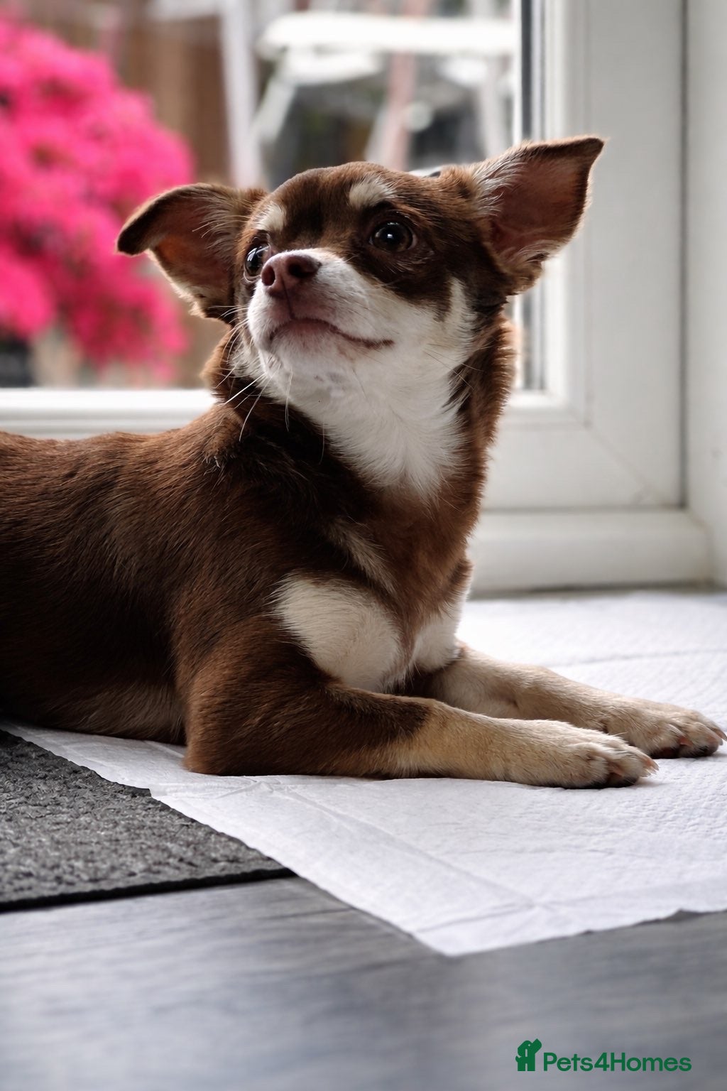 Chihuahua dogs Chief, for stud  - Advert 1