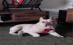 French Bulldog dogs for stud: kc French Bulldog Stud - Image 1