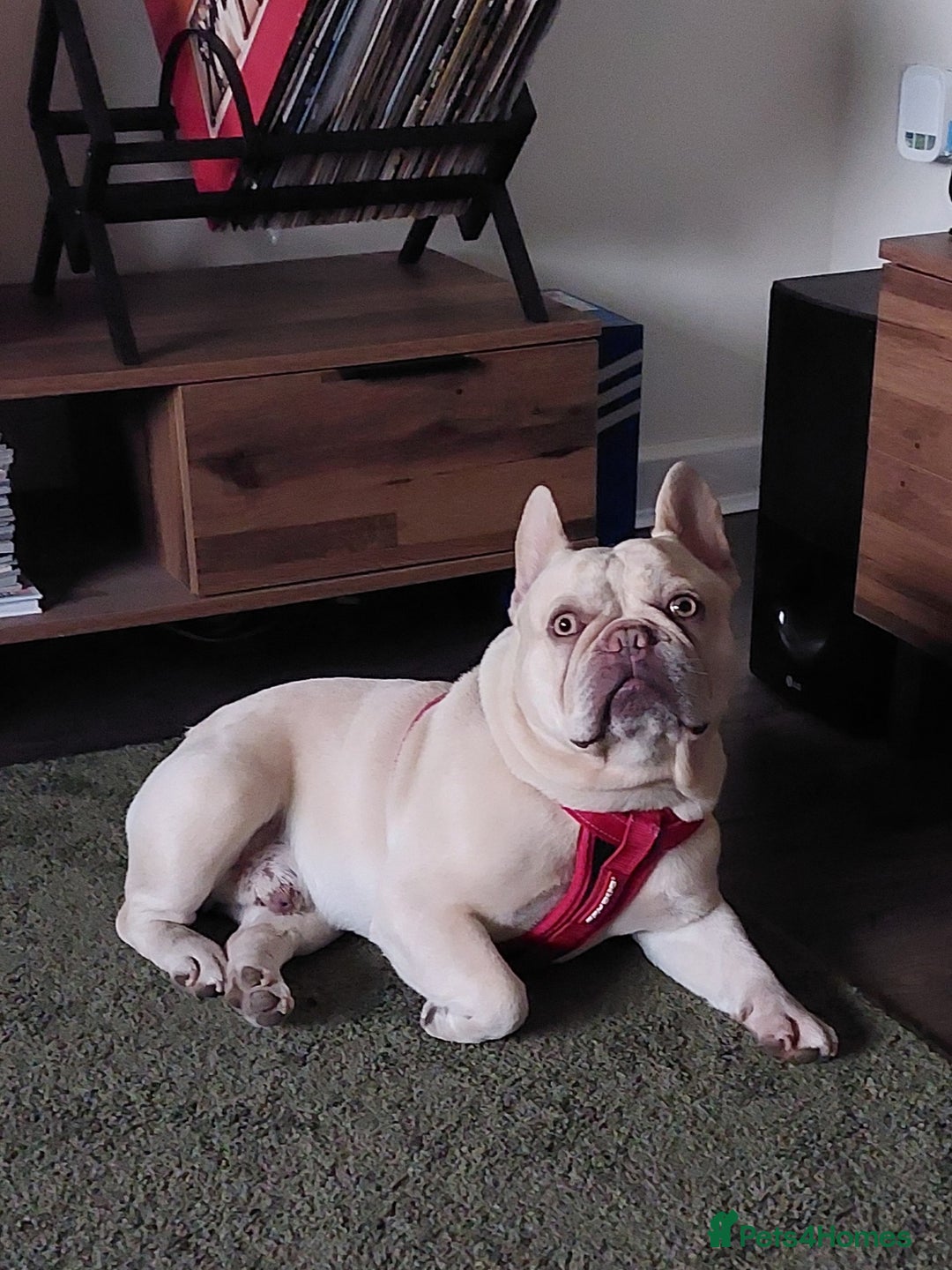 French Bulldog dogs for stud: kc French Bulldog Stud - Image 1
