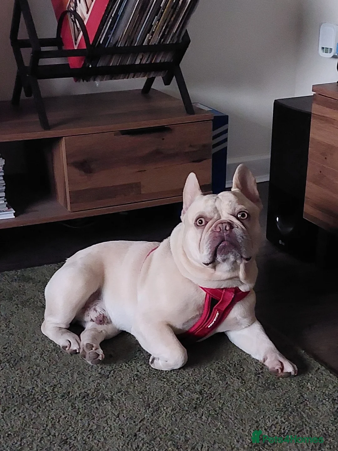 French Bulldog dogs for stud: kc French Bulldog Stud - Advert 4