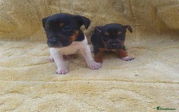 Jack Russell dogs for sale: Jack russell puppies - Image 13