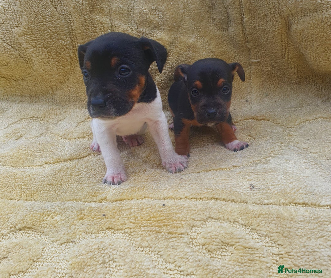Jack Russell dogs for sale: Jack russell puppies - Image 13