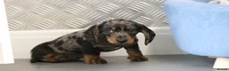 Miniature Dachshund dogs for sale: Beautiful Miniature Dachshund puppies for sale - Advert 31