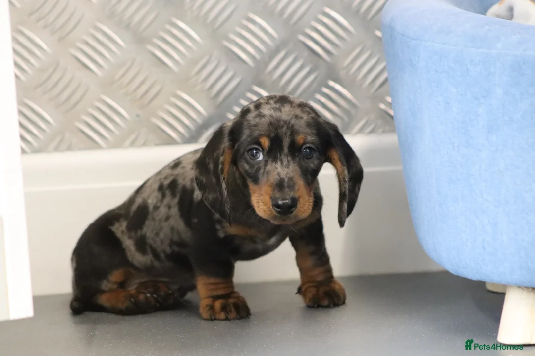 Miniature Dachshund dogs for sale: Beautiful Miniature Dachshund puppies for sale - Advert 31