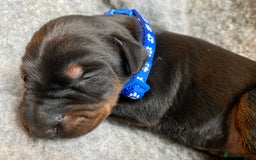 Dobermann dogs for sale: KC REGISTERED DOBERMAN PUPS - Image 7