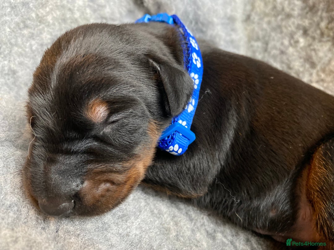 Dobermann dogs for sale: KC REGISTERED DOBERMAN PUPS - Image 7