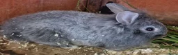 Mixed Breed rabbits for sale: Adorable Baby Rabbits Looking for a Forever Home - Advert 5
