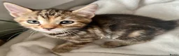 Bengal cats for sale: Bengal X Kittens With Famous Siblings!  - Advert 24