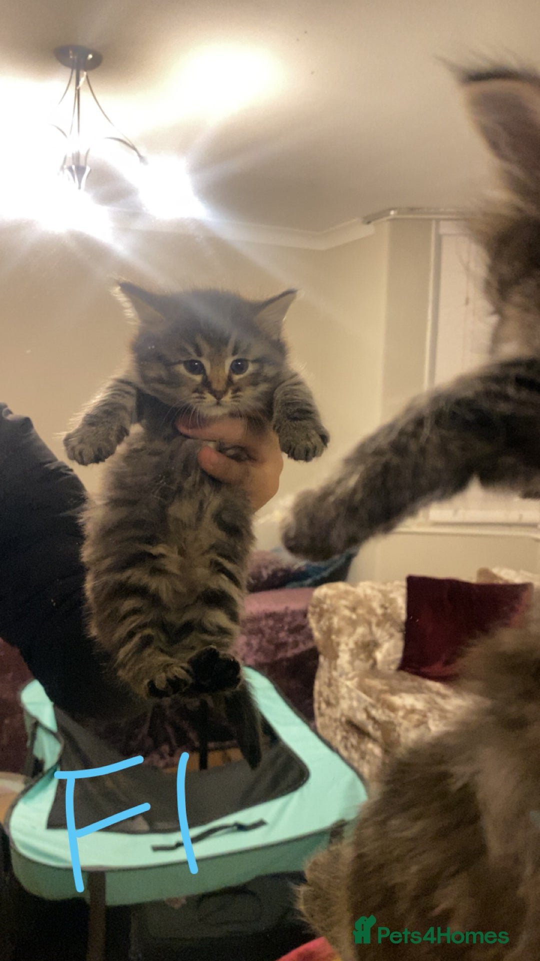 Mixed Breed cats for sale: 4x Tabby😻Babies ready ✅  - Advert 5