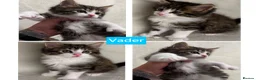 Siberian cats for sale: Siberian Cross Kittens For Sale - Advert 7