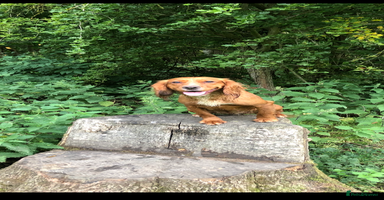 Cockapoo dogs - Advert 9