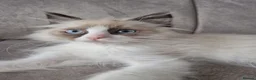 Ragdoll cats for sale: Seal Bi-Color Ragdoll boy DNA tested  - Advert 4