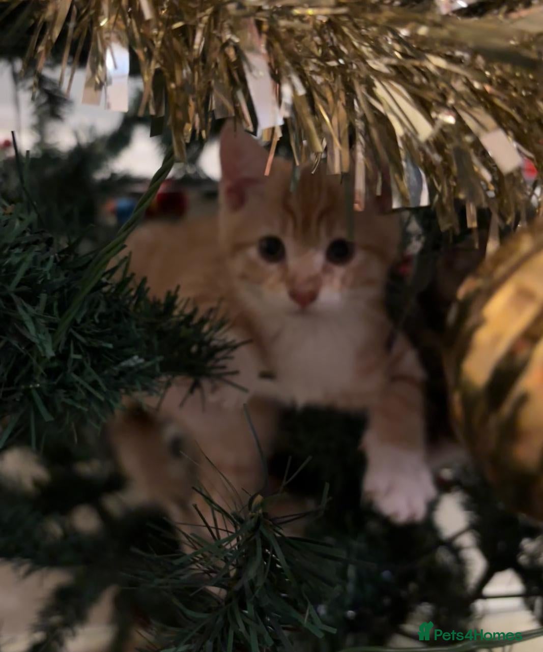 Mixed Breed cats Litter of 4 Kittens Ready for Their Forever Homes! - Advert 4