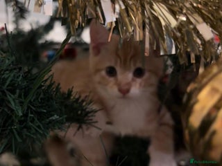 Mixed Breed cats Litter of 4 Kittens Ready for Their Forever Homes! - Advert 4