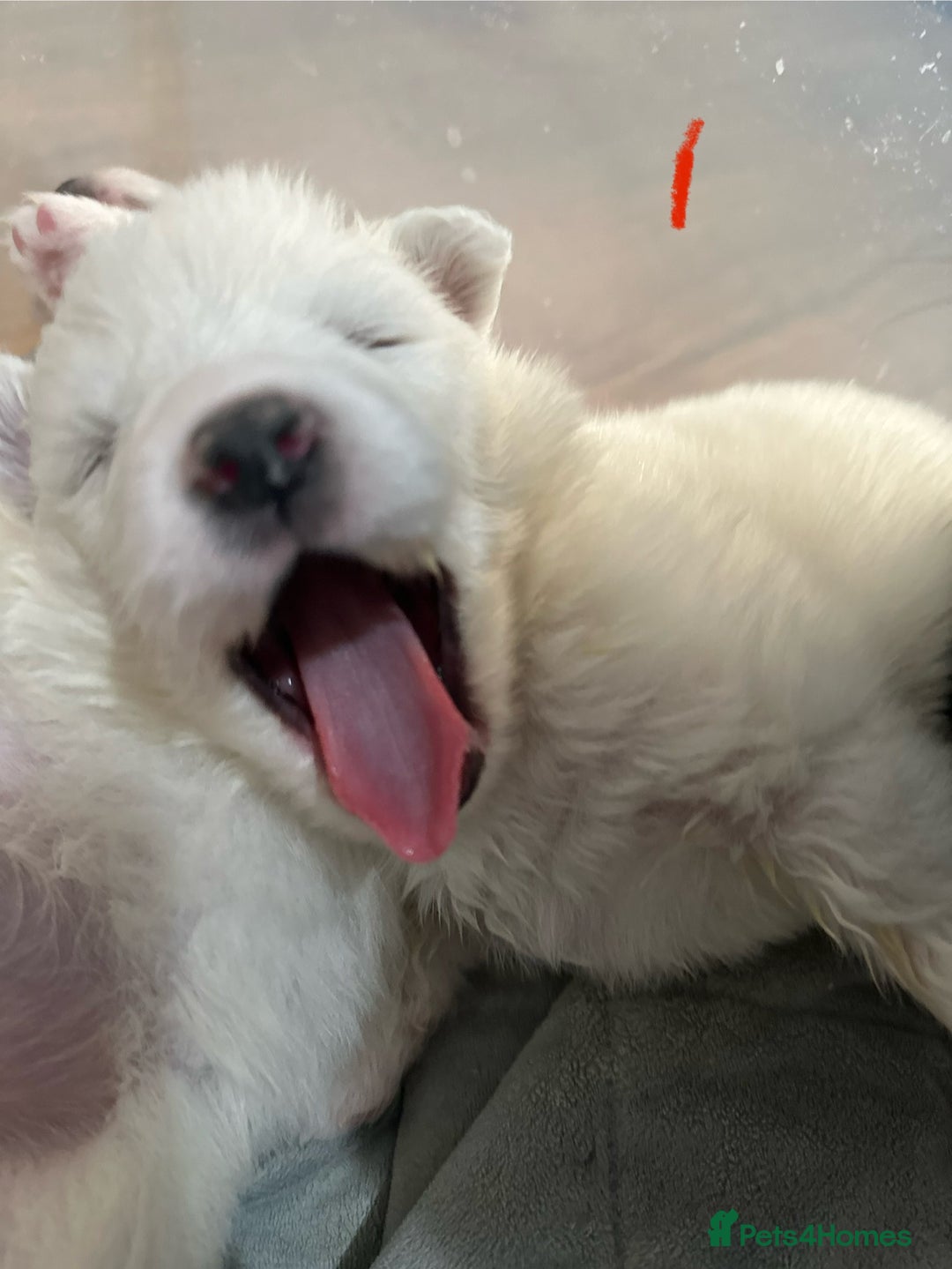 Samoyed dogs for sale: Adorable Samoyed Puppies for Sale!  - Advert 21