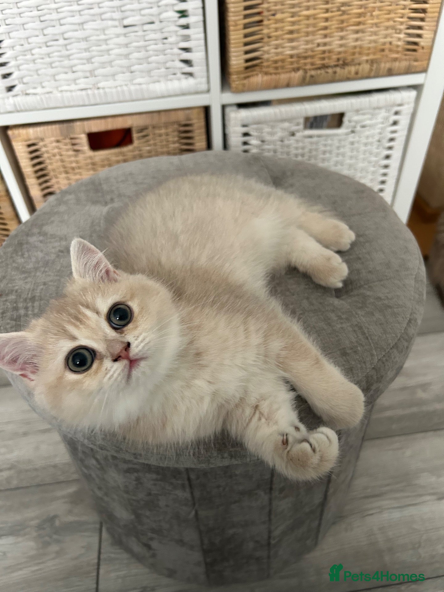 British Shorthair cats Blue Golden BSH female  - Advert 13