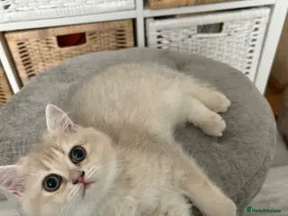 British Shorthair cats Blue Golden BSH female - Advert 13