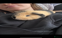 Guinea Pig rodents for sale: Sweet guinea pig boys for sad rehome  - Image 8