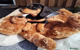Miniature Dachshund dogs for sale: Mini dachshund  - Image 23