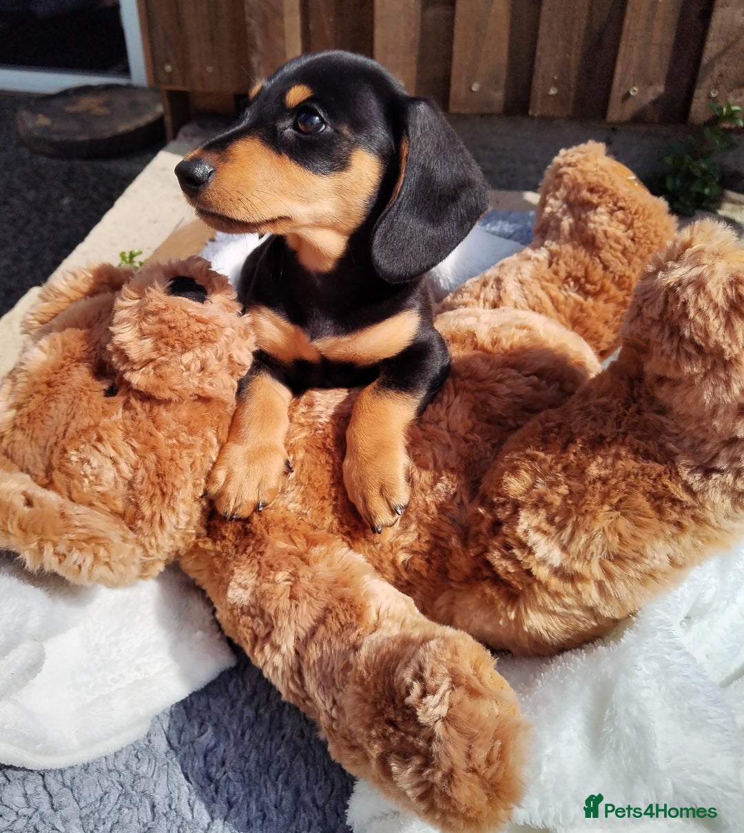 Miniature Dachshund dogs for sale: Mini dachshund  - Image 23