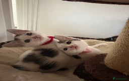 Mixed Breed cats for sale: Beautiful mixed breed kittens - Image 23