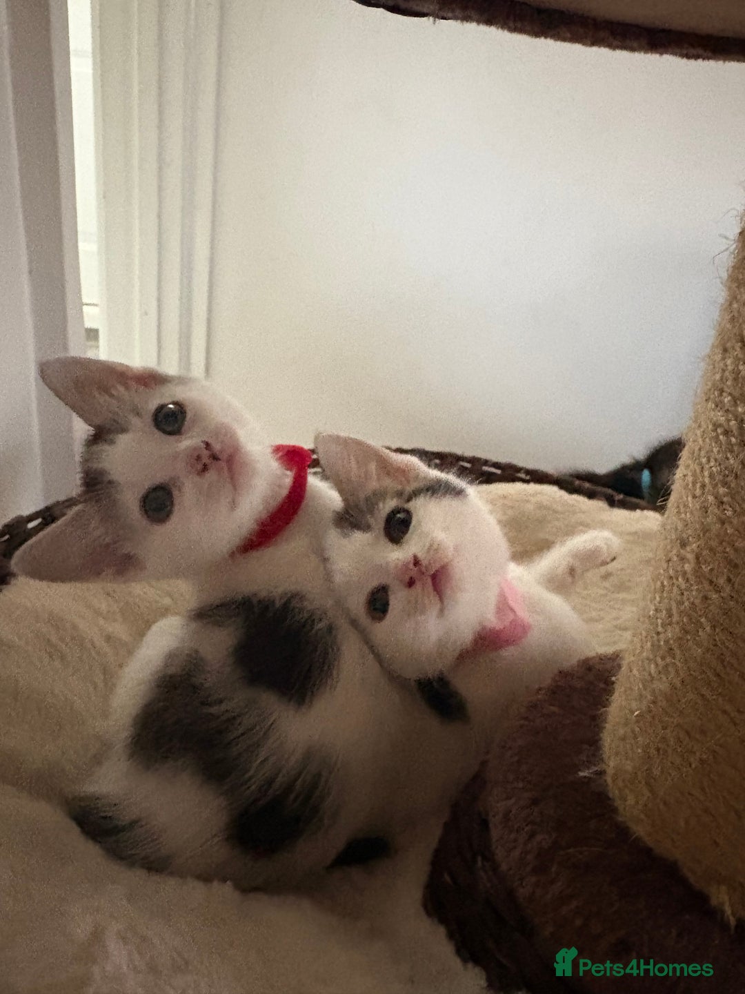 Mixed Breed cats for sale: Beautiful mixed breed kittens - Image 23