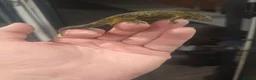 Gecko reptiles for sale: Chameleon Gecko babies  - Advert 3