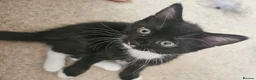 Domestic Shorthair cats for sale: Adorable kittens -Hayling island  - Advert 24
