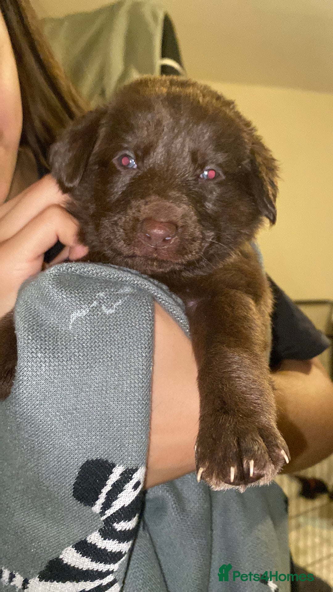 Mixed Breed dogs for sale: Beautiful Puppies – ONLY / LEFT!!! - Advert 32