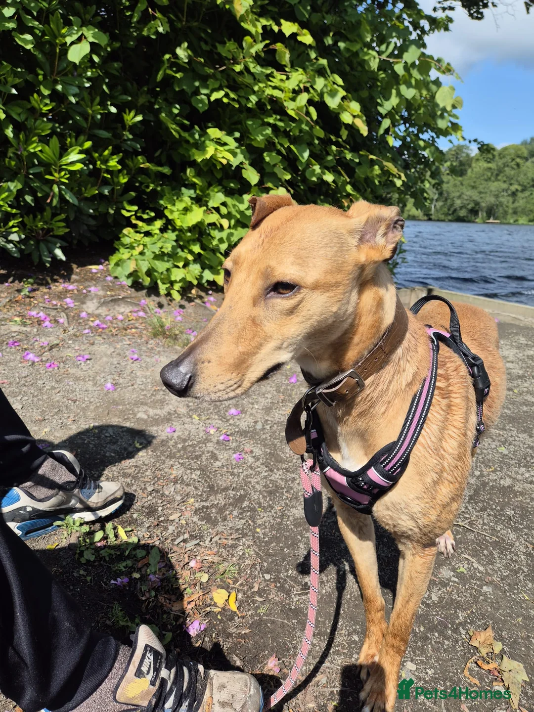 Greyhound dogs for sale: Lovely greyhound  - Advert 3