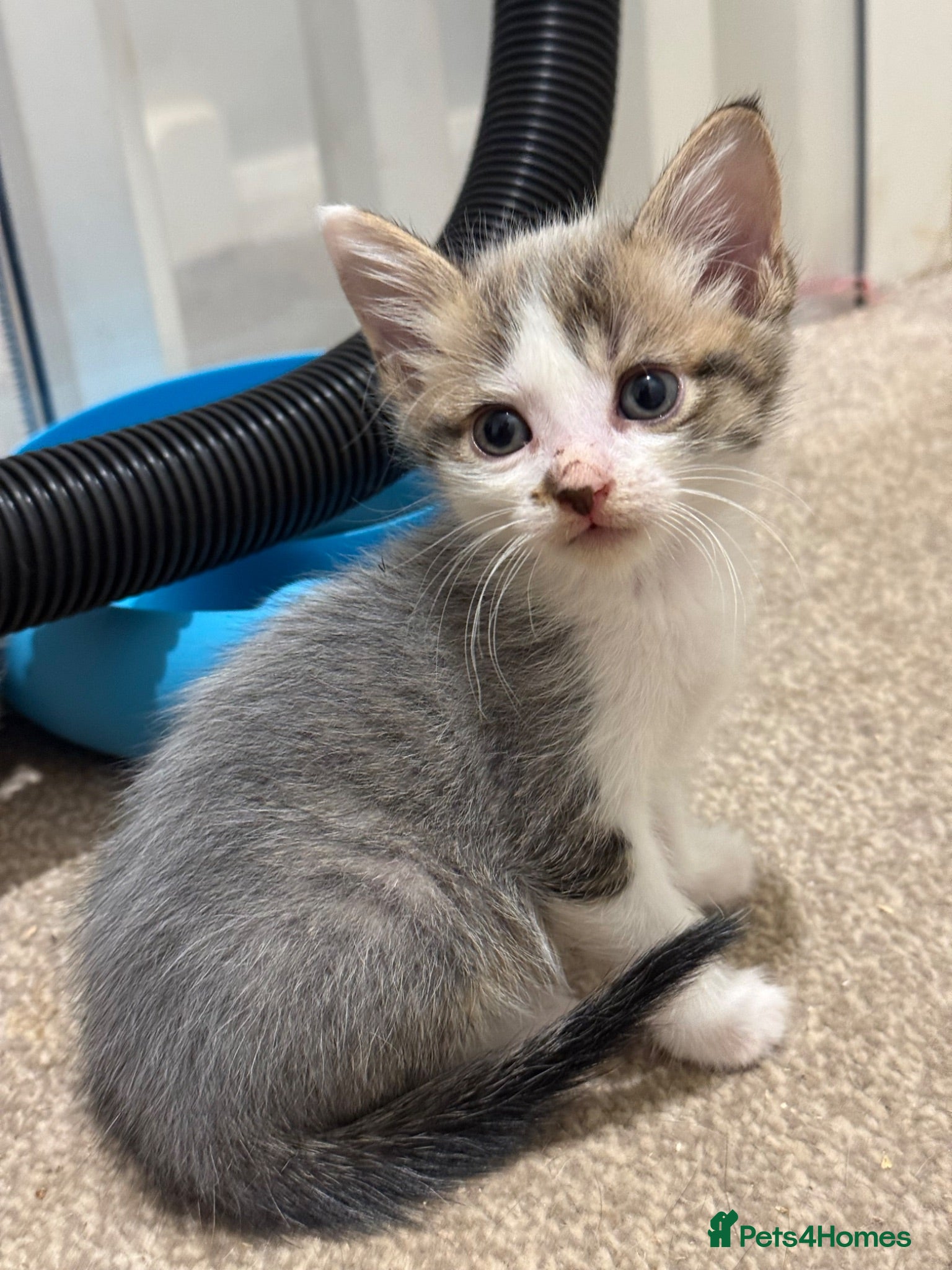 Mixed Breed cats 1 grey boy left - Advert 5