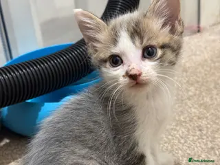 Mixed Breed cats 1 grey boy left - Advert 18