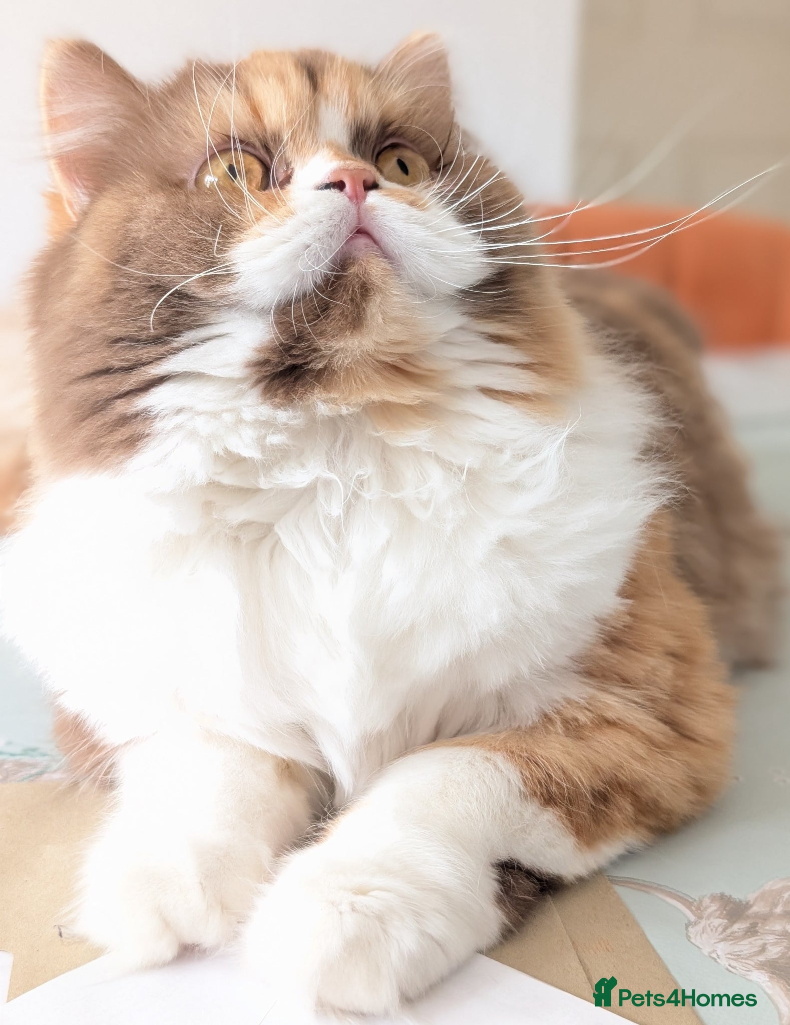 British Longhair cats TICA Active Cinnamon tortie BLH  - Advert 4