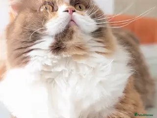 British Longhair cats TICA Active Cinnamon tortie BLH - Advert 4