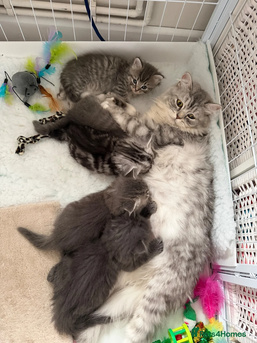 Persian cats for sale: Persian x - Advert 18